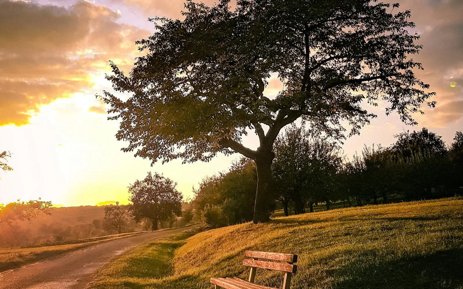 A park bench under a large tree at sunset
