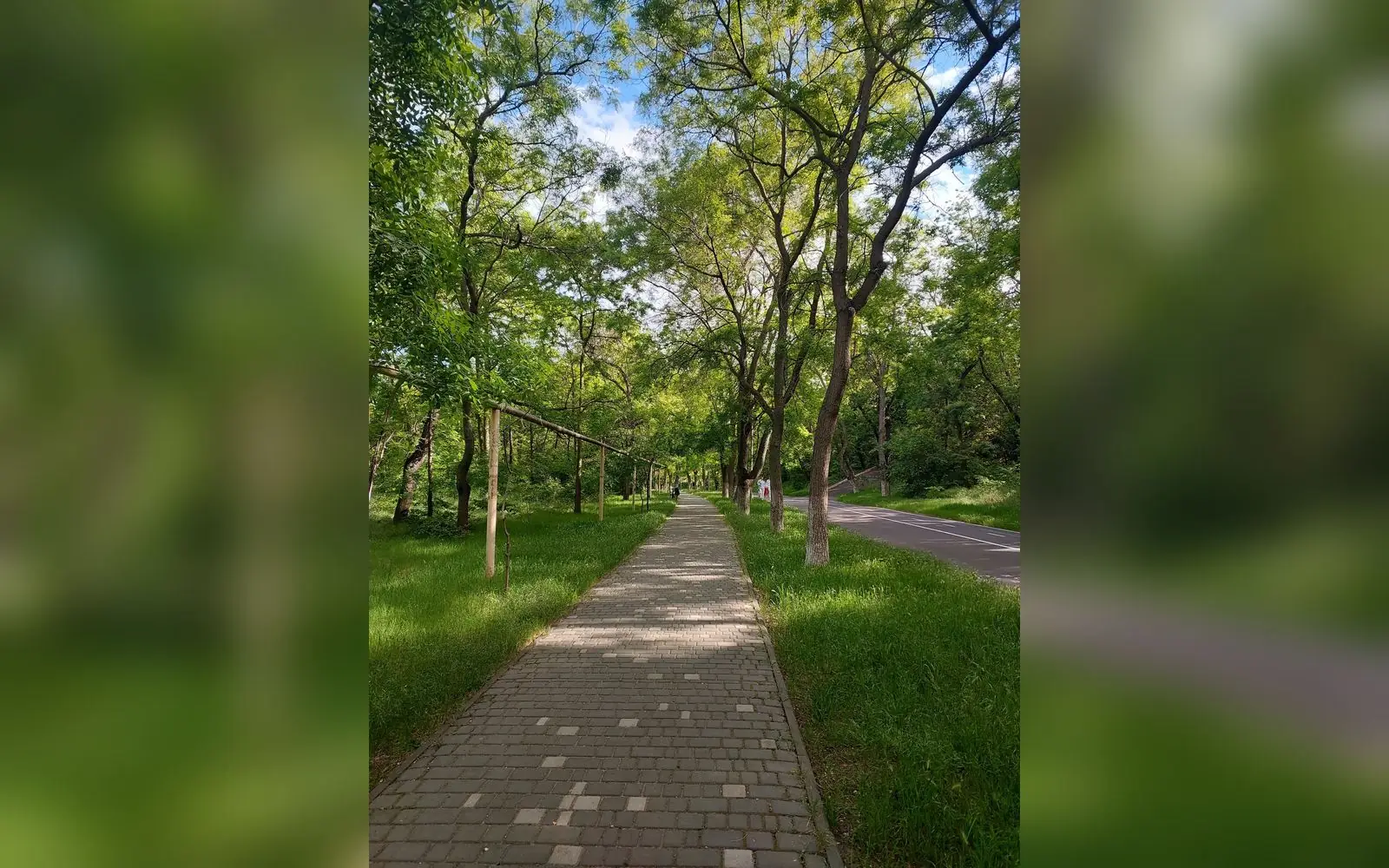 A tree-lined community walkway through a park